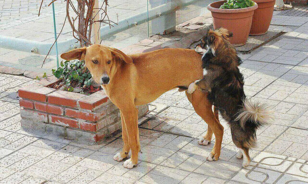 How To Get Dogs Unstuck? 4 Censored Mating Stages Clearly Explained