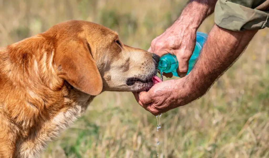 How to stop my dog from licking other dogs pee