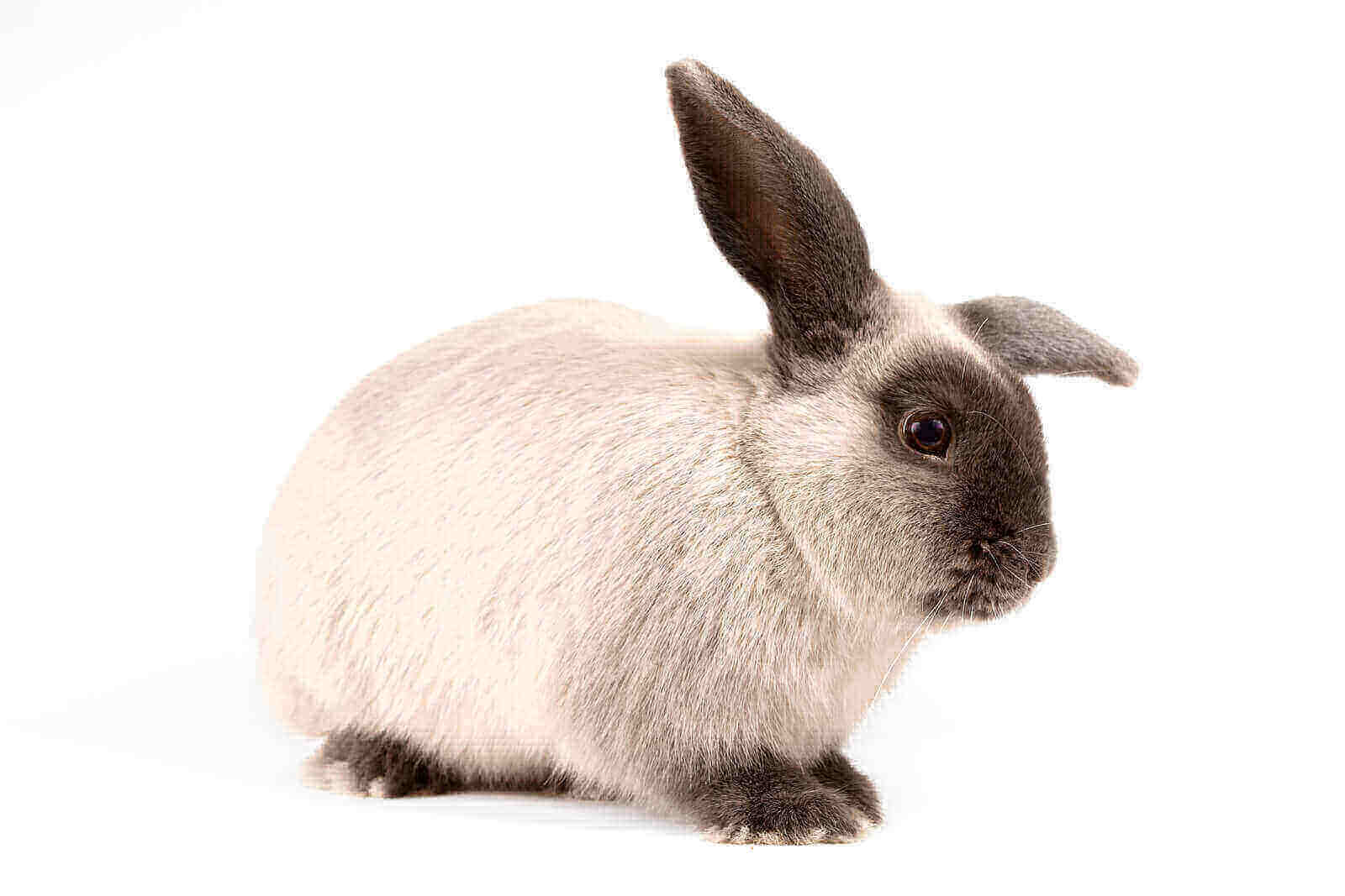 Mini Lop Lifespan