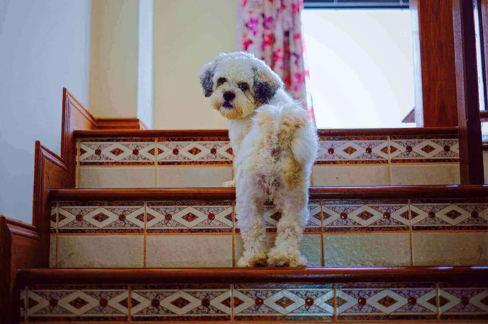 Dog Fell Down Stairs: 5 Smart Ways To Stop Dog Falling Down Stairs