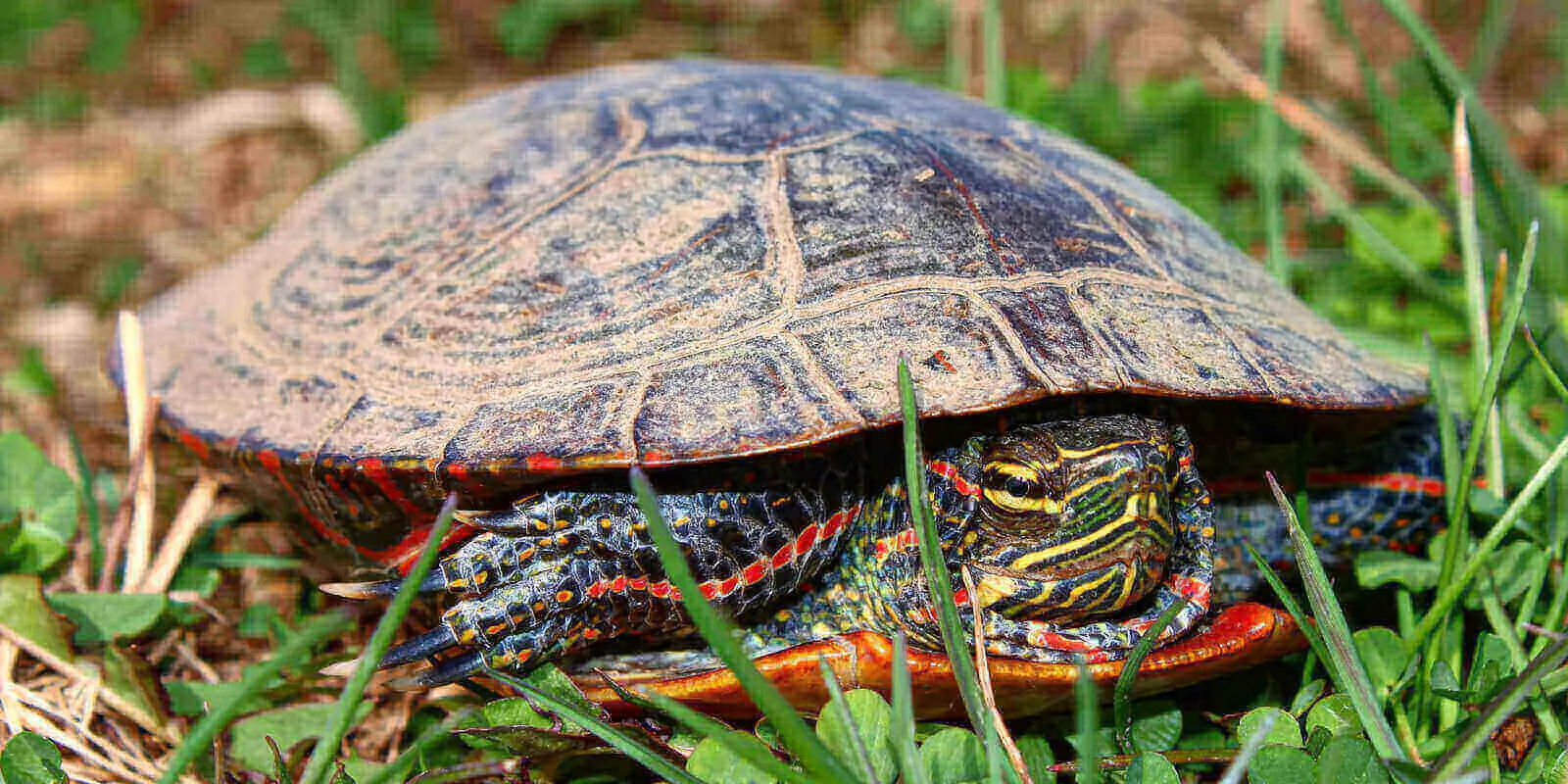 Painted Turtle Diet : What Do Baby Painted Turtles Eat? 3 Important Habitat Considerations