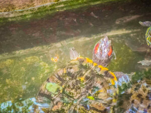 Painted turtle tank step and size