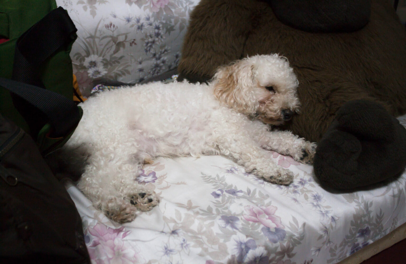 Poodle Eye Boogers How To Clean Poodle Eye Discharge? 7 Cool Ways