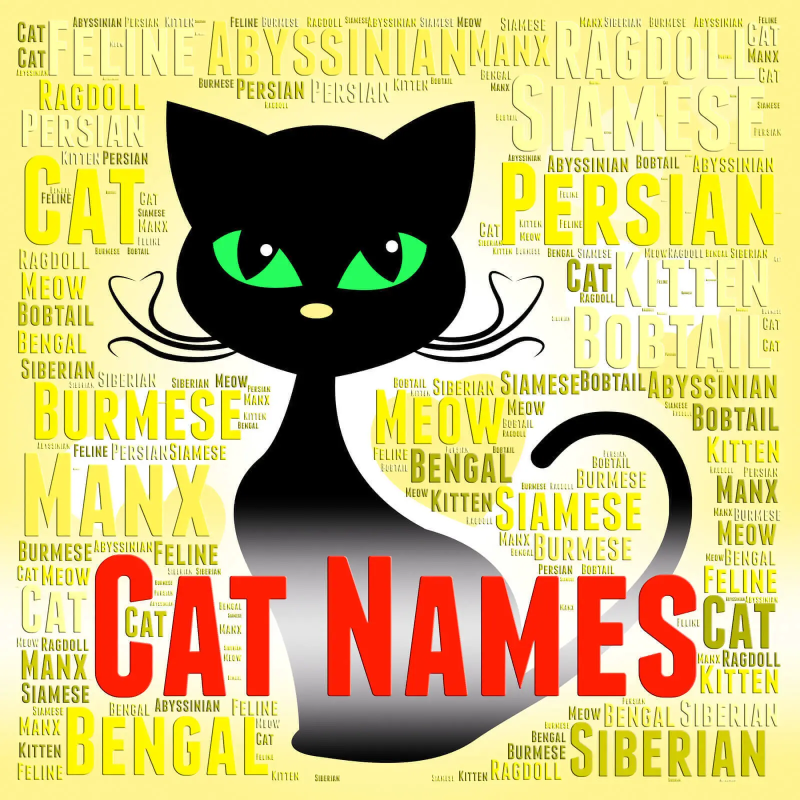 Siamese Cat Names : (500+ Cool Cat Names)