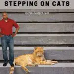 Stepping On Cats : 7 Menacing Stepped On Cat Tail Shocks