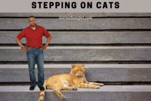 Stepping on cats