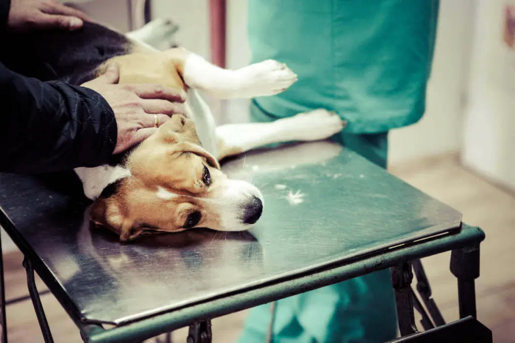 When to euthanize a dog with tracheal collapse - collapsing trachea when to say goodbye - my dog died of collapsed trachea