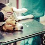 When To Euthanize A Dog With Tracheal Collapse? 4 Conclusive Canine Tracheal Collapse Stages