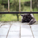 Why Do Cats Like The Smell Of Bleach