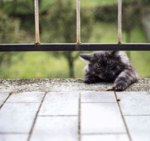 Why do cats like the smell of bleach