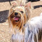 Yorkie Tail Docking : 3 Painless Ways To Dock Yorkie Tail Yorkie Tail Docking - yorkie docked tail problems - yorkie tail cut
