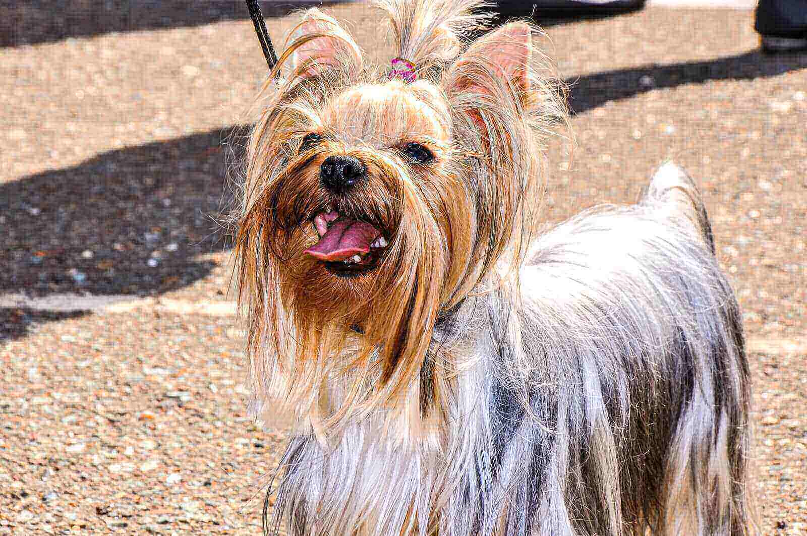 yorkie-tail-docking-3-painless-ways-to-dock-yorkie-tail