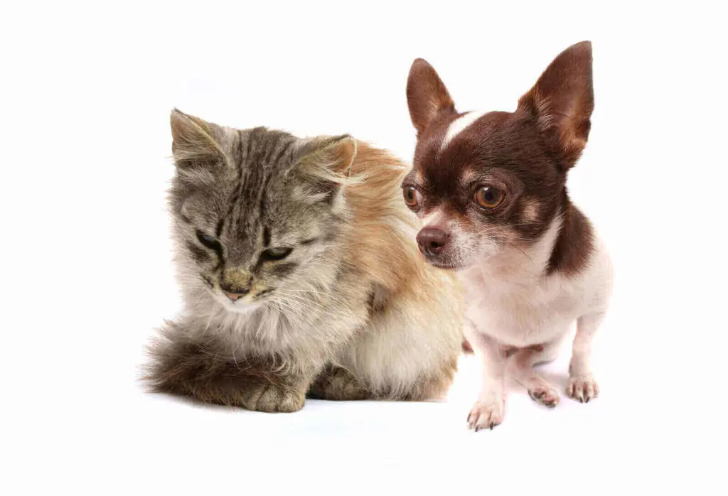 can-cats-get-parvo-from-dogs-5-menacing-cat-parvo-symptoms