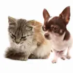 Can Cats Get Parvo From Dogs? 5 Menacing Cat Parvo Symptoms
