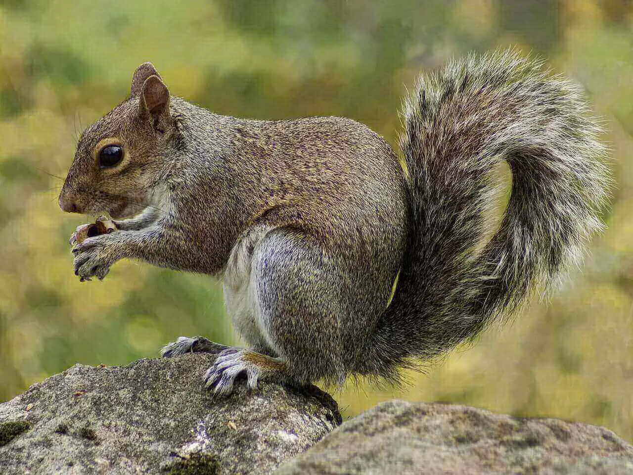 Dog Ate a Squirrel : Can Dogs Eat Squirrels? 7 Brutal Consequences