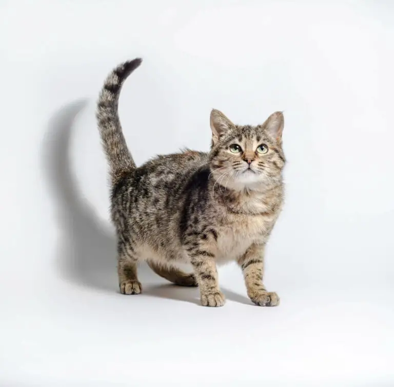 Fat Tabby Cat : Average Tabby Cat Weight Chart - 5 Best Ways To Reduce 