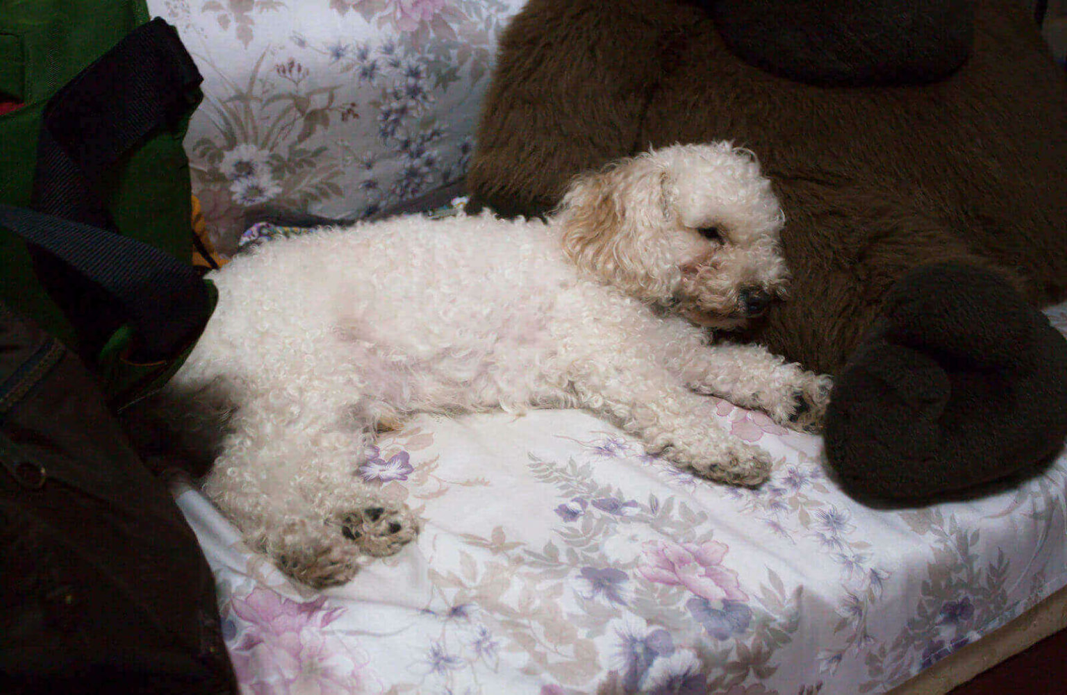 How To Clean Dog Eye Boogers? 4 Menacing Health Reasons Causing Eye