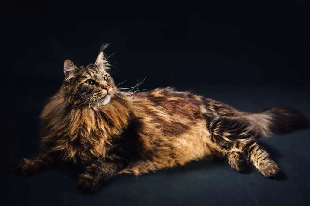 Maine coon mix