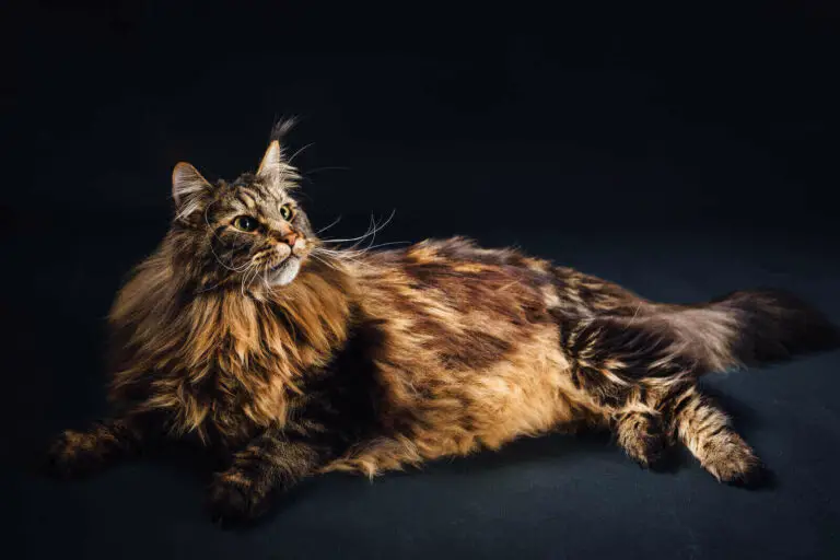 Maine Coon Mix 21 Interesting Facts Is My Cat Part Maine Coon 3446