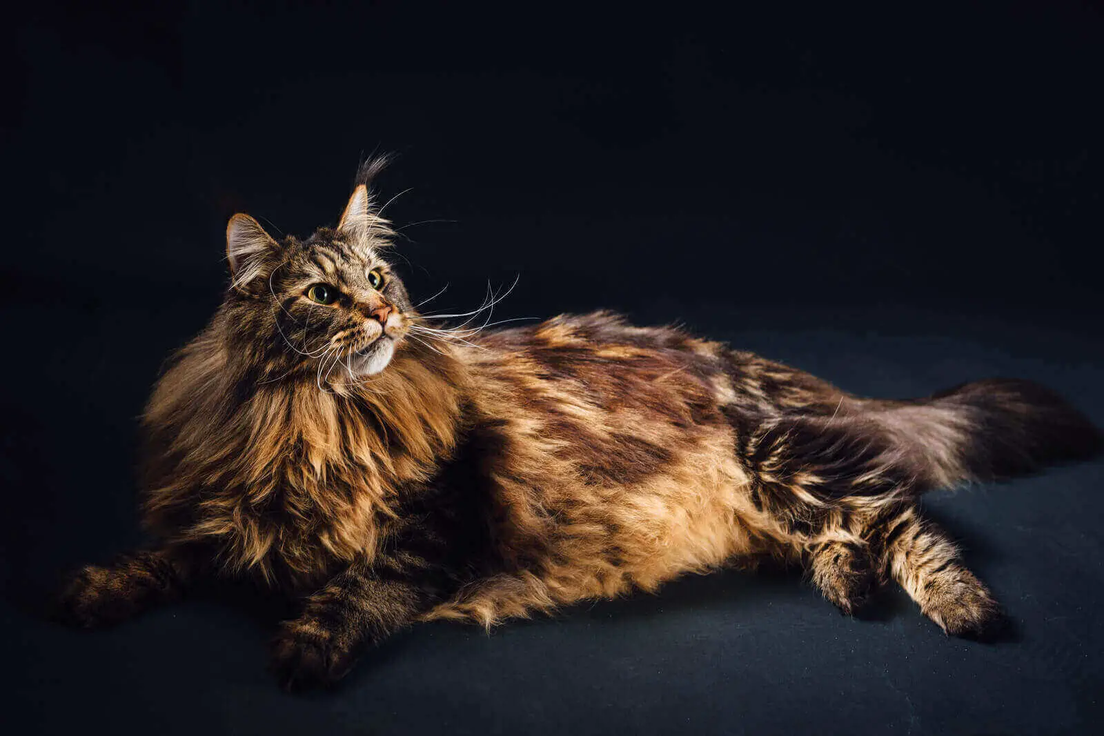 Maine Coon Mix : (21 Interesting Facts!) - Is My Cat Part Maine Coon?