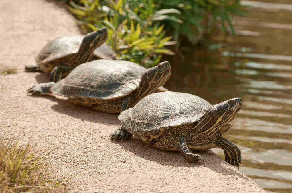 Turtle basking platform ideas - easy homemade turtle dock