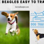 Are Beagles Easy To Train