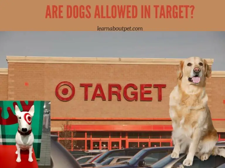 Are Dogs Allowed In Target? 5 Good Certified Dog Types Allowed