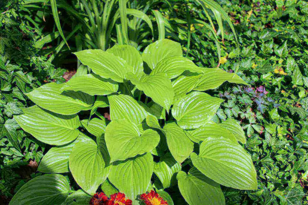 Are hostas poisonous to dogs