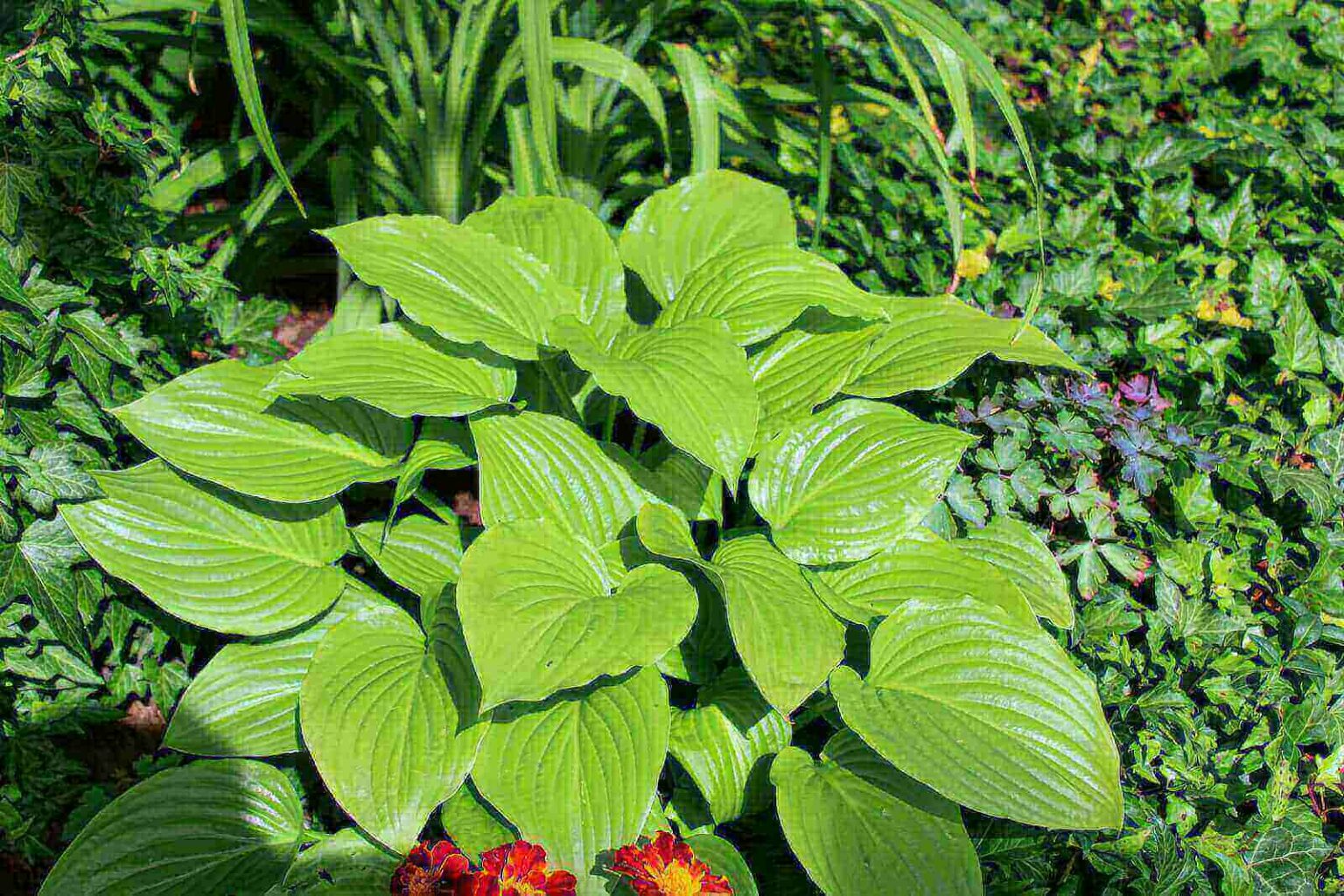 Are Hostas Poisonous To Dogs? (7 Menacing Symptoms) 2021