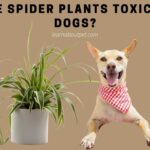 Are Spider Plants Toxic To Dogs? (7 Unique Facts!)