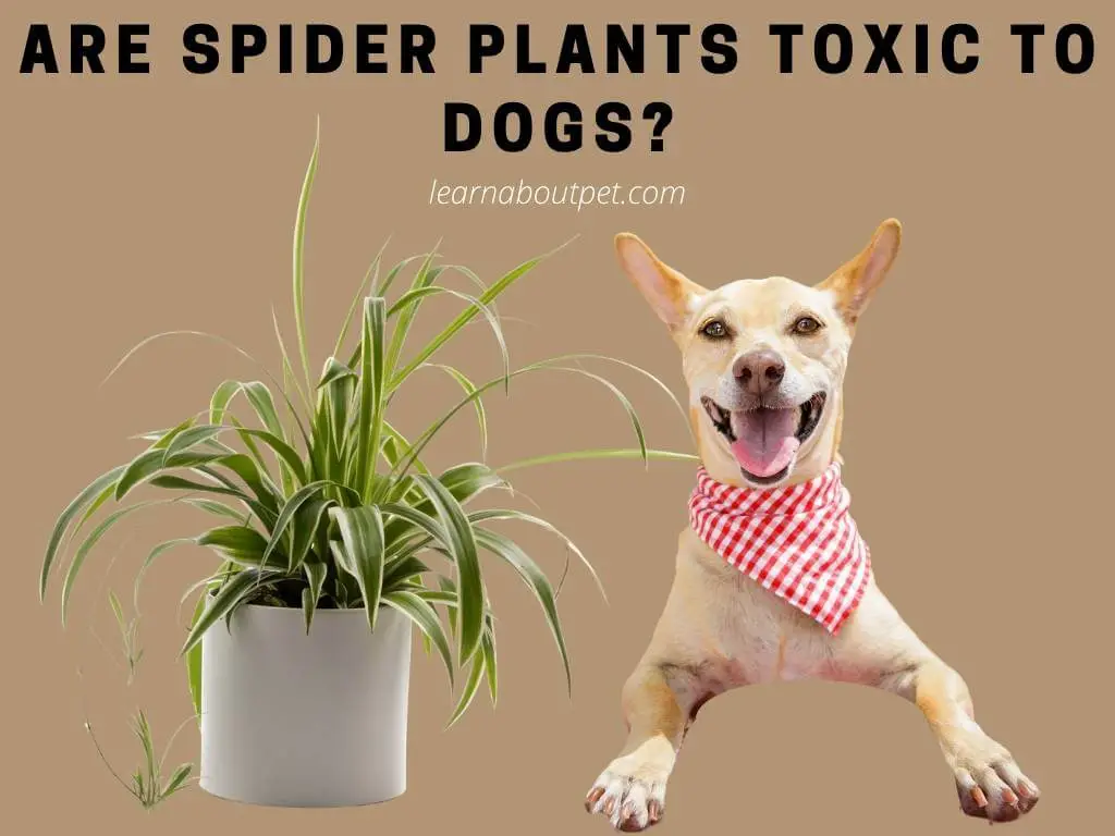 Are spider plants toxic to dogs