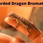 Bearded Dragon Brumation : (15 Interesting Facts!)