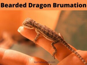 Bearded dragon brumation
