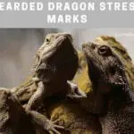 Bearded Dragon Stress Marks : 9 Clear Reasons For Stressed Bearded Dragons