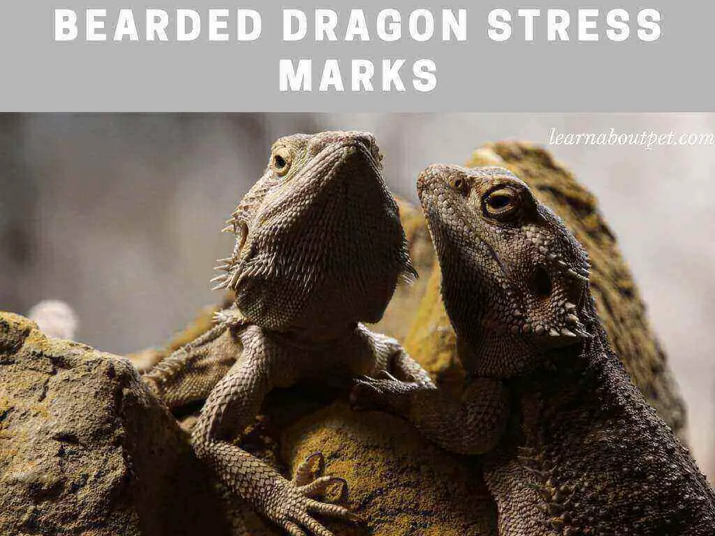 Bearded Dragon Stress Marks : 9 Clear Reasons For Stressed Bearded Dragons