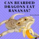 Can Bearded Dragons Eat Bananas? (15 Interesting Facts!)