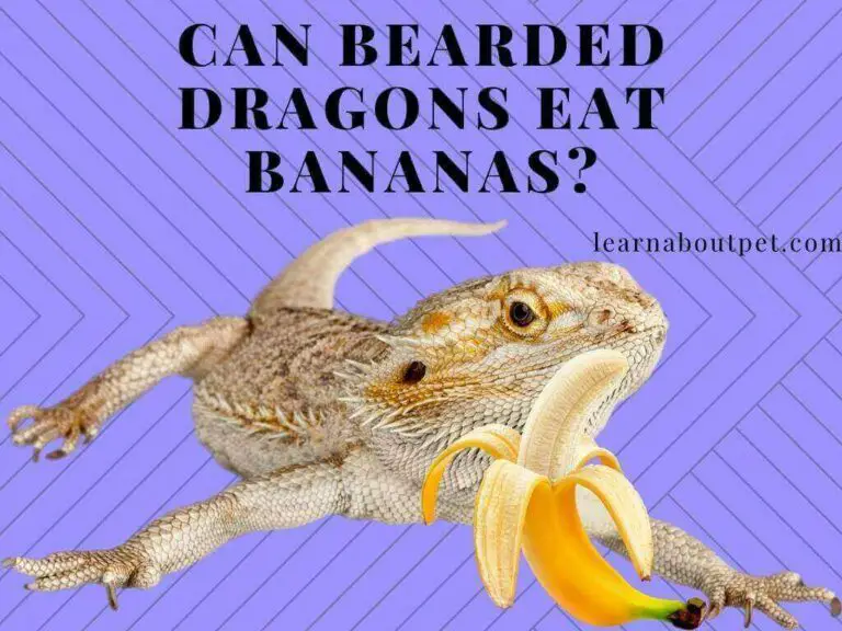 Can Bearded Dragons Eat Bananas? (15 Interesting Facts!)