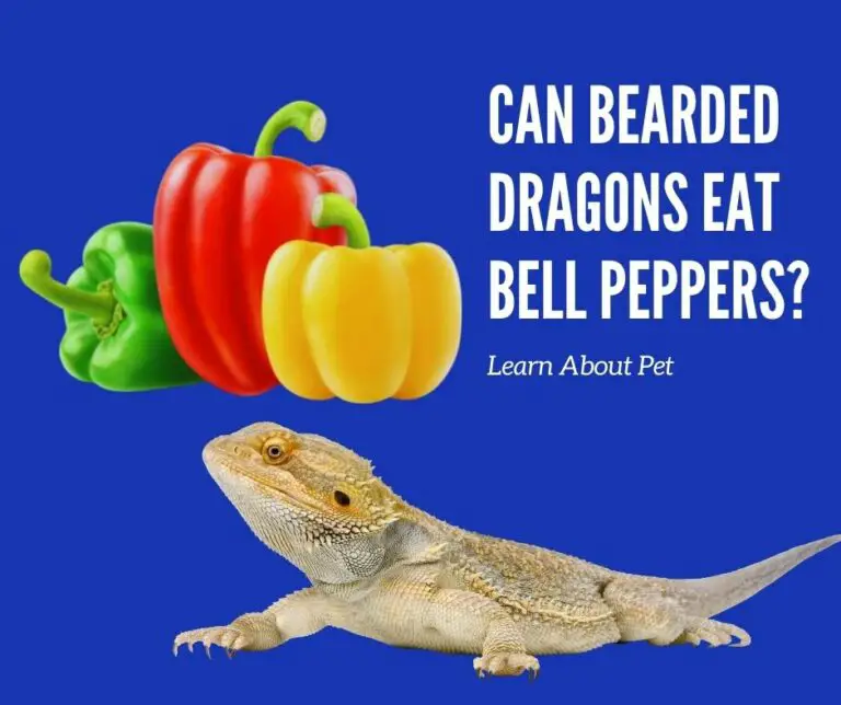 Can Bearded Dragons Eat Bell Peppers? 11 Interesting Facts!