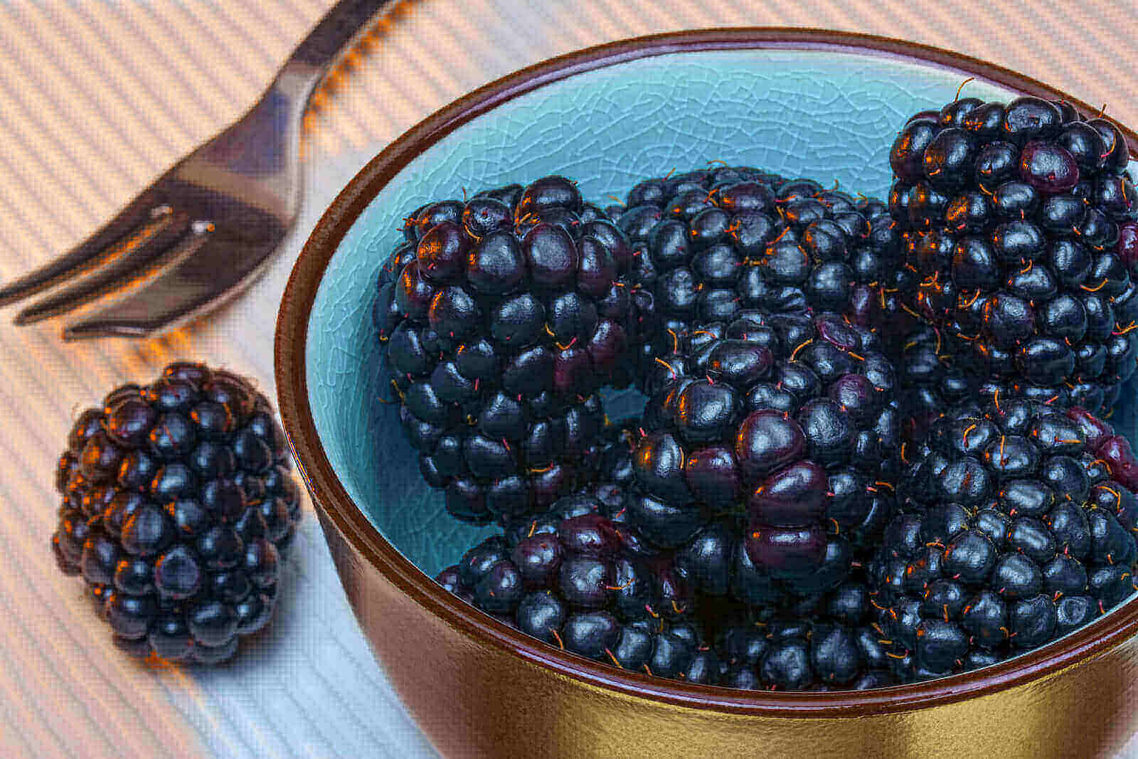 Can Bearded Dragons Eat Blackberries? 5 Interesting Blackberry Facts