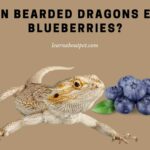 Can Bearded Dragons Eat Blueberries? 5 Health Benefits And 7 Interesting Facts Can Bearded Dragons Eat Blueberries