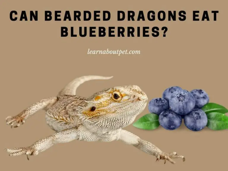 Can Bearded Dragons Eat Blueberries? 5 Health Benefits And 7