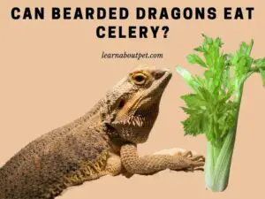 Can bearded dragons eat celery