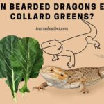Can Bearded Dragons Eat Collard Greens? 9 Interesting Facts