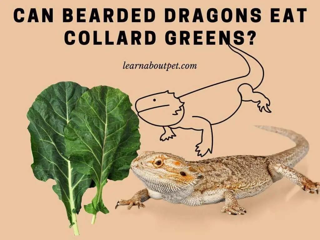 Can Bearded Dragons Eat Collard Greens? 9 Interesting Facts