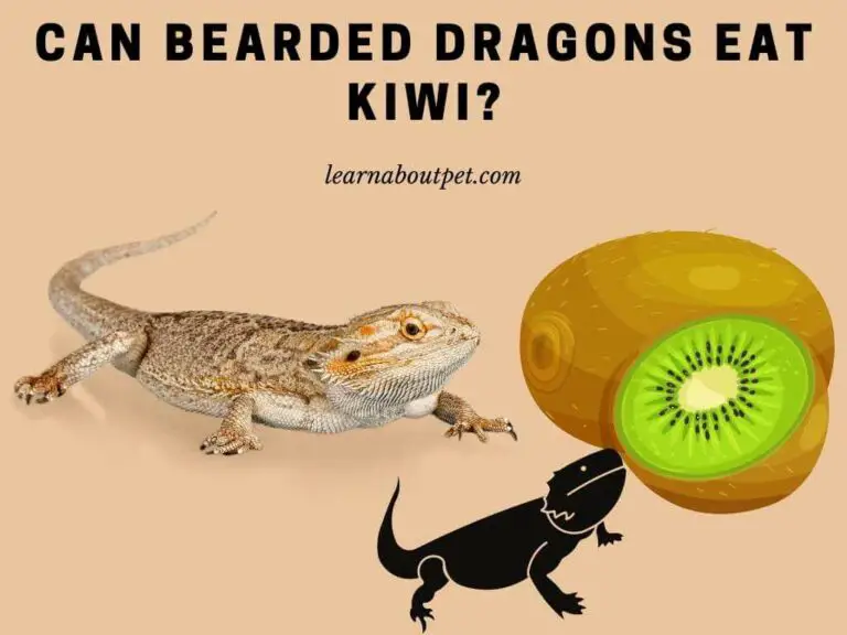Can Bearded Dragons Eat Kiwi? 11 Healthy Nutrients In Kiwis For Bearded