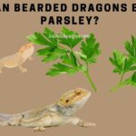 Can Bearded Dragons Eat Parsley? 10 Healthy Nutrients In Parsley