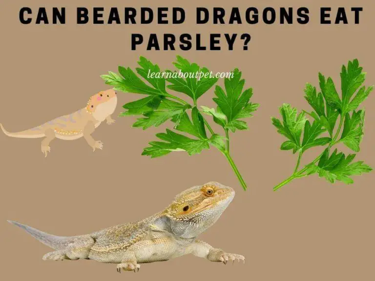 Can Bearded Dragons Eat Parsley? 10 Healthy Nutrients In Parsley