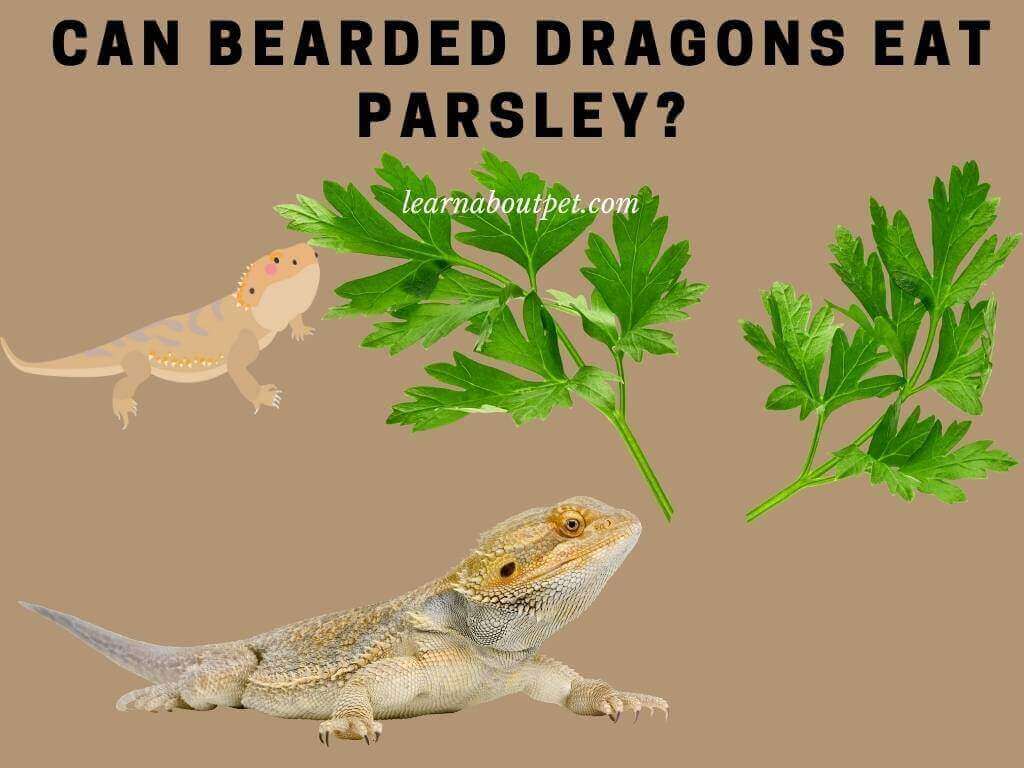 Can Bearded Dragons Eat Parsley? 10 Healthy Nutrients In Parsley