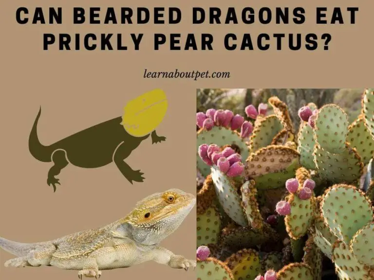Can Bearded Dragons Eat Prickly Pear Cactus? 9 Interesting Facts