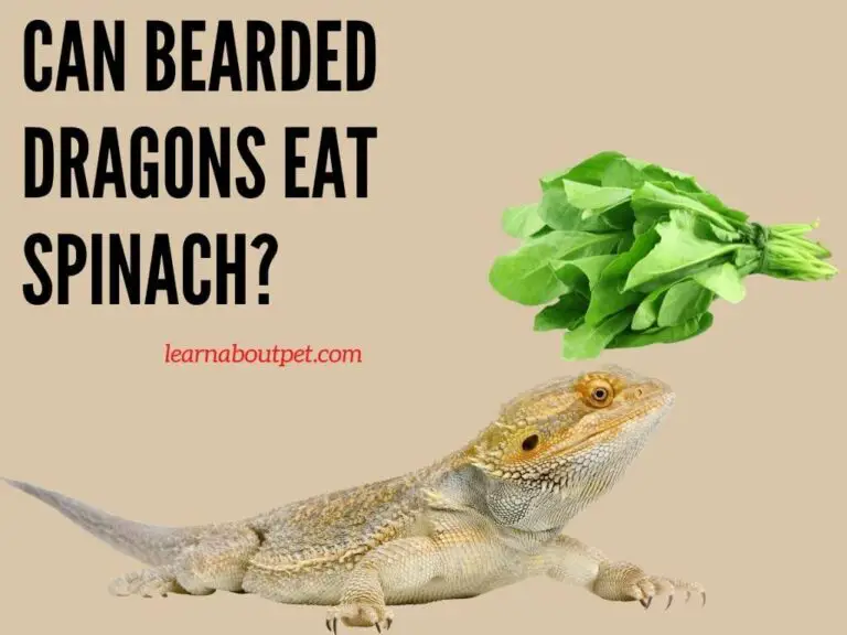 Can Bearded Dragons Eat Spinach? 3 Brutal Symptoms 2022